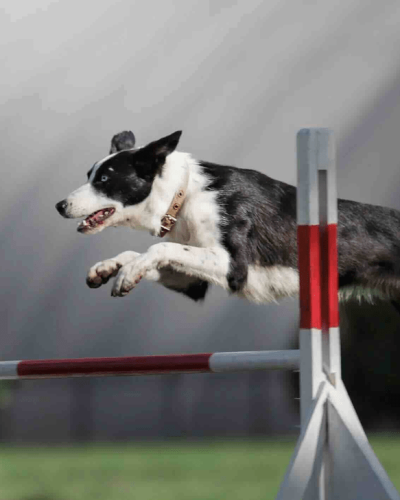 dog agility jumps
